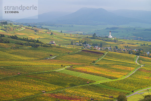 Weinberge in Hallau im Kanton Schaffhausen