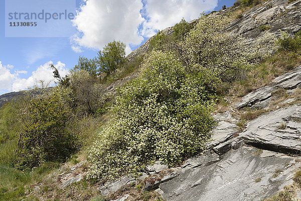 Hecke in Raron  Wallis  Schweiz