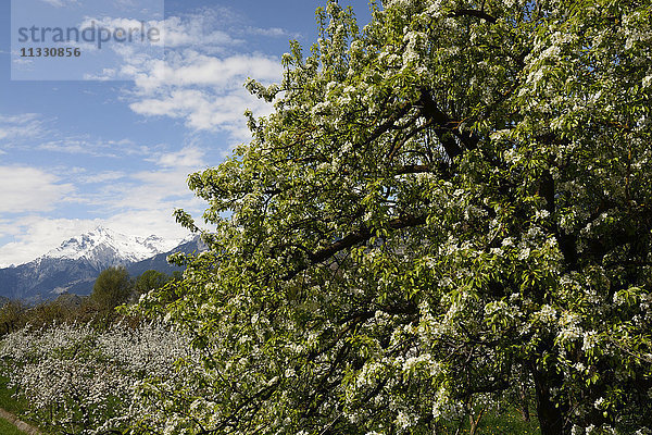 Obstbäume im Wallis  Schweiz