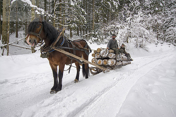 traditioneller Holzpferdeschlitten im Winter in Bayern