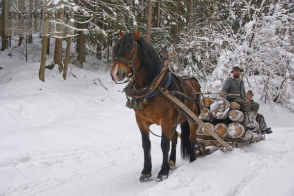 traditioneller Holzpferdeschlitten im Winter in Bayern