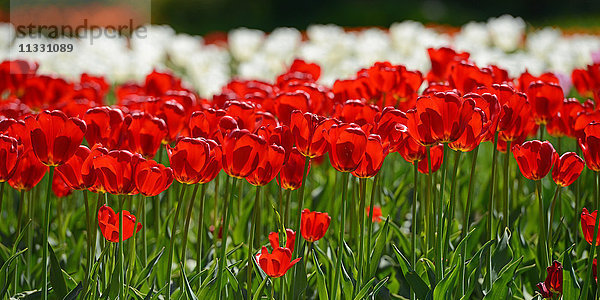Blumen  Tulpen  Frühling  Gegenlicht  Blumenbeet  weiß  rot  Park  Garten  Pflanzen