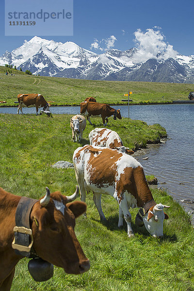 Kühe am Gibidumsee im Wallis