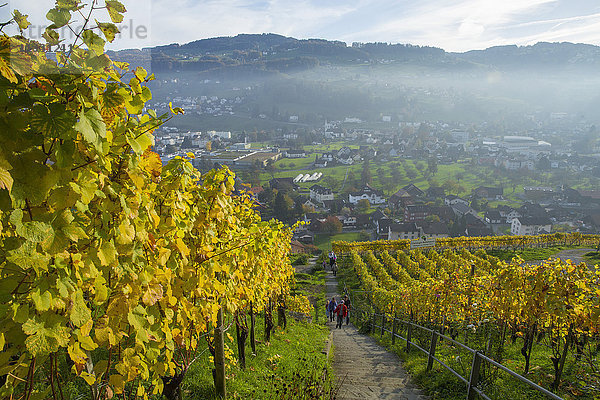 Weinberg von Thal im Kanton St. Gallen