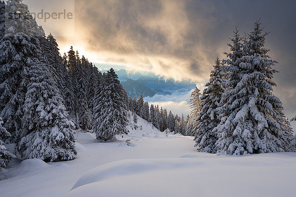 Blick vom Rigi Kaltbad Wald im Winter auf die Zentralschweiz