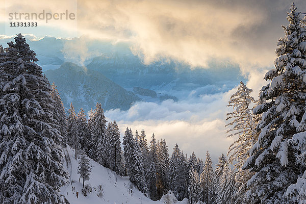 Blick vom Rigi Kaltbad Wald im Winter auf die Zentralschweiz