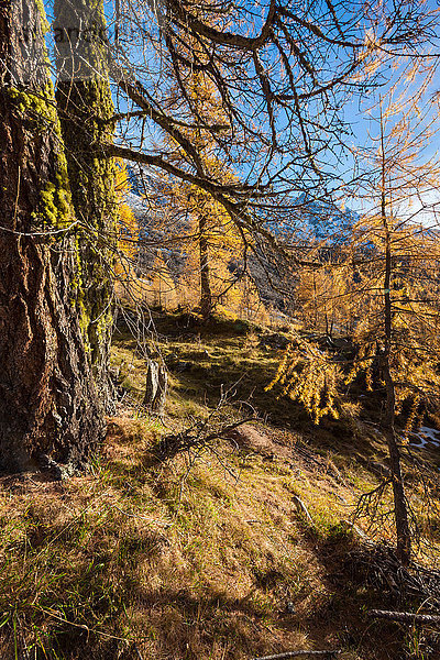 Herbst im Lötschental im Kanton Wallis