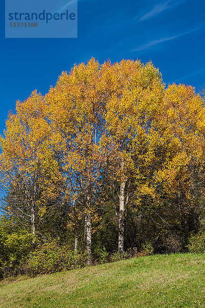 Herbstbäume in Graubünden
