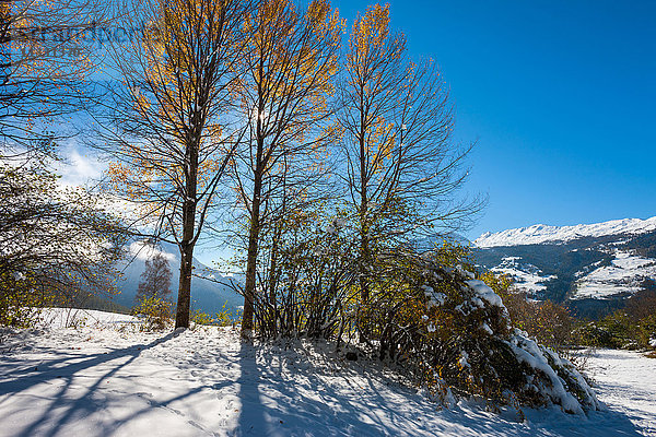 Herbstbäume in Graubünden