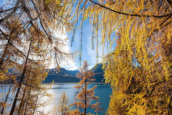 Der Silsersee in Graubünden im Engadin im Herbst