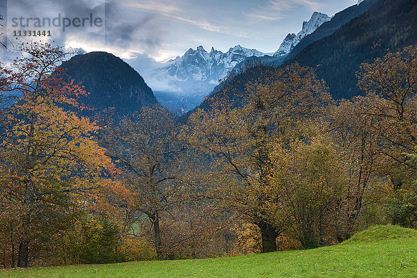 Kastanienbäume in Soglio im Bergelltal  Graubünden