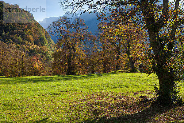 Kastanienbäume in Soglio im Bergelltal  Graubünden