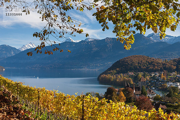 Spiez  Schweiz  Kanton Bern  Berner Oberland  Thunersee  See  Weinberg  Weinanbau  Herbst