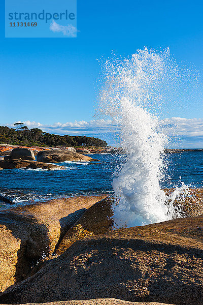 Bicheno Blowhole in Tasmanien  Australien