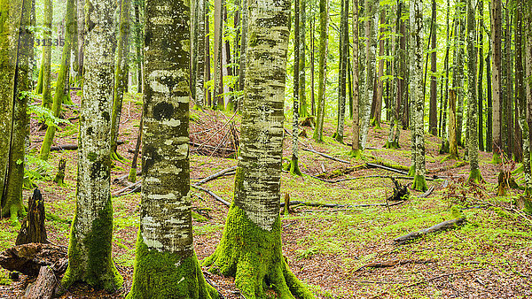 Rotbuchen im Bayerischen Wald