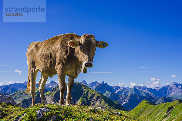 Kuh auf Alm in den Allgäuer Alpen  Bayern