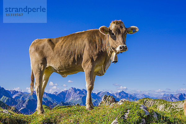 Kuh auf Alm in den Allgäuer Alpen  Bayern