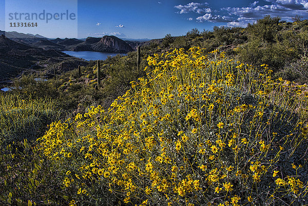 Canyon Lake  Arizona  USA