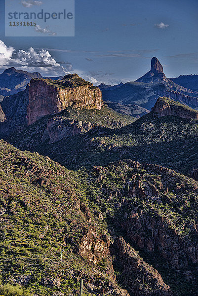 Webernadel in den Superstition Mountains  Arizona