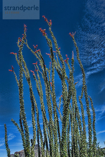 Ocotillo  Kaktus