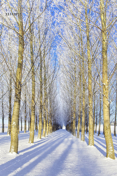 Bäume im Winter bei Colfax  Washington State