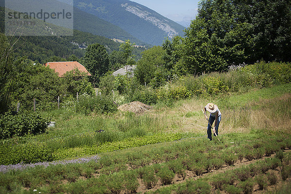 Reportage über Kräutersammler in der Bauges-Gebirgskette in Savoyen  Frankreich. Sie bauen biologische Aroma- und Heilpflanzen an und verkaufen sie.