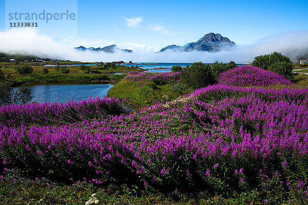 Europa  Norwegen  Lofoten  Tussanähe  Wildblumen und Föhren unter den Berggipfeln