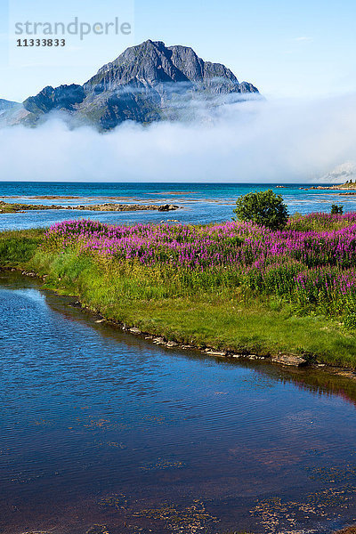Europa  Norwegen  Lofoten  Tussanähe  Wildblumen und Föhren unter den Berggipfeln