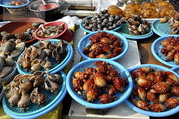 Südkorea  Busan  Fischmarkt