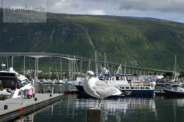 Norwegen  Tromso  Möwe