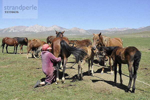 Kirgisistan  Song Kul See  Pferde