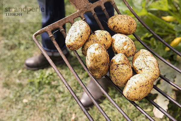 Niedriger Abschnitt des Mannes mit Kartoffeln auf Gartengabel im Garten