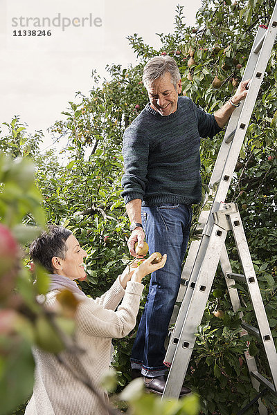 Glücklicher Mann auf der Leiter beim Birnenpflücken mit Frau im Obstgarten