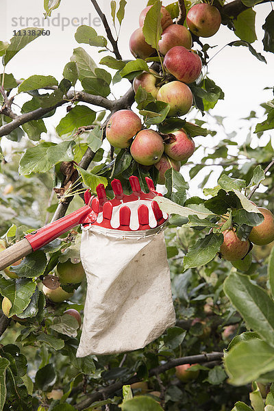 Niederwinkelansicht des Obstpflückers unter Äpfeln im Obstgarten