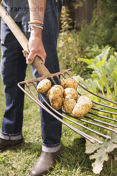 Niedriger Abschnitt des Mannes mit Kartoffeln auf Gartengabel im Garten