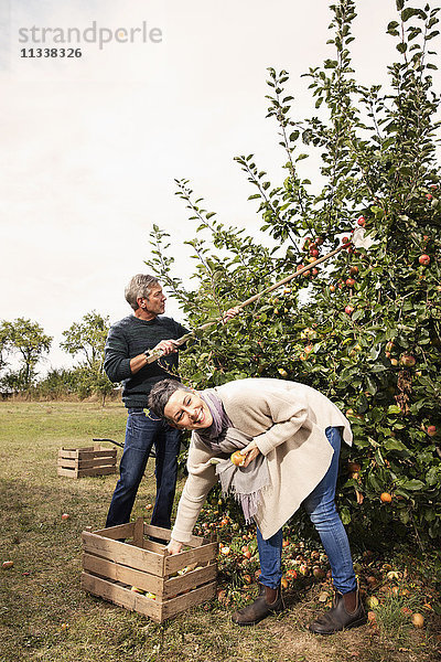 Fröhliches Paar beim Äpfel pflücken im Obstgarten