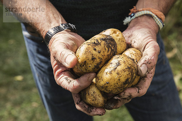 Mittelteil des Mannes mit schmutzigen Kartoffeln im Garten