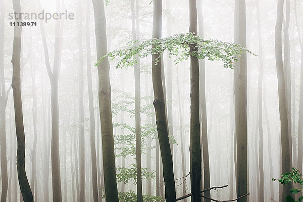 Hohe Bäume im Wald bei Nebelwetter