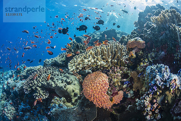 Eine Fülle von Hart- und Weichkorallen sowie Rifffischen unter Wasser bei Batu Bolong  Komodo-Nationalpark  Flores-Meer  Indonesien  Südostasien  Asien