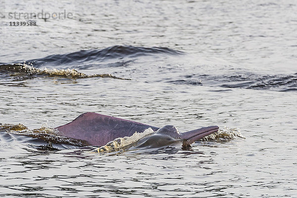 Ausgewachsene rosa Amazonas-Flussdelfine (Inia geoffrensis) beim Auftauchen im Pacaya-Samiria-Naturschutzgebiet  Loreto  Peru  Südamerika