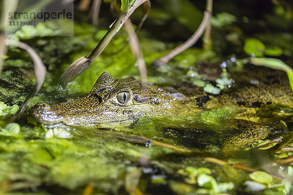 Ein wild lebender junger Brillenkaiman (Caiman crocodilus) bei Nacht auf dem El Dorado Fluss  Loreto  Peru  Südamerika