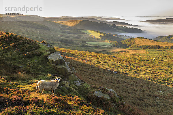 Schafe  Tal mit Temperaturinversionsnebel  Stanage Edge  Peak District National Park  Herbstheide  Derbyshire  England  Vereinigtes Königreich  Europa