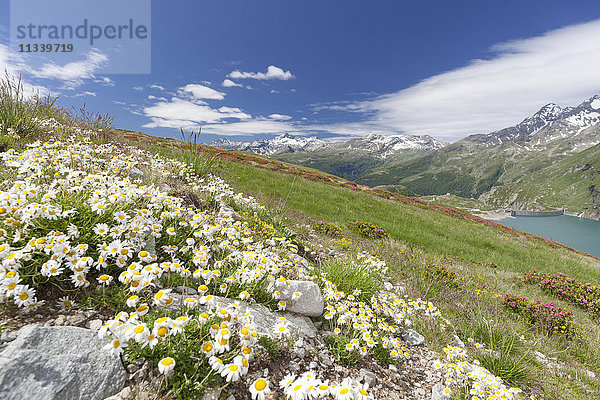 Gänseblümchen und grüne Wiesen umrahmen das blaue Wasser  Montespluga  Chiavenna-Tal  Provinz Sondrio  Valtellina  Lombardei  Italien  Europa