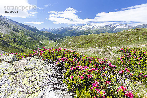 Rhododendren umrahmen die grüne Alpenlandschaft  Montespluga  Chiavenna-Tal  Provinz Sondrio  Valtellina  Lombardei  Italien  Europa