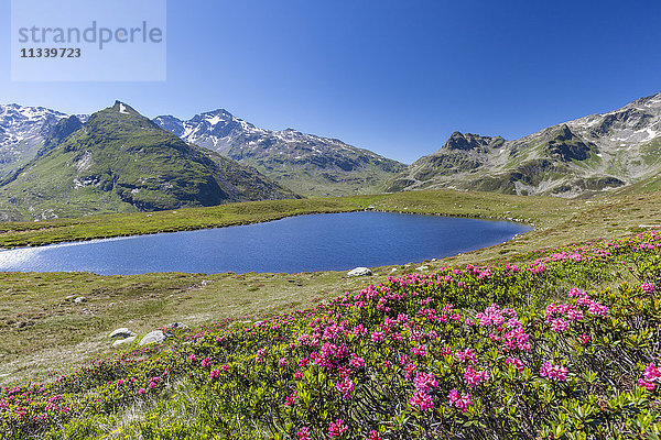 Rhododendren und blaues Wasser des Andossi-Sees  Montespluga  Chiavenna-Tal  Provinz Sondrio  Valtellina  Lombardei  Italien  Europa