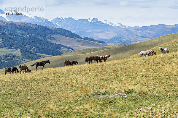 Pferde  Ile-Alatau-Nationalpark  Tien-Shan-Gebirge  Assy-Hochebene  Almaty  Kasachstan  Zentralasien  Asien