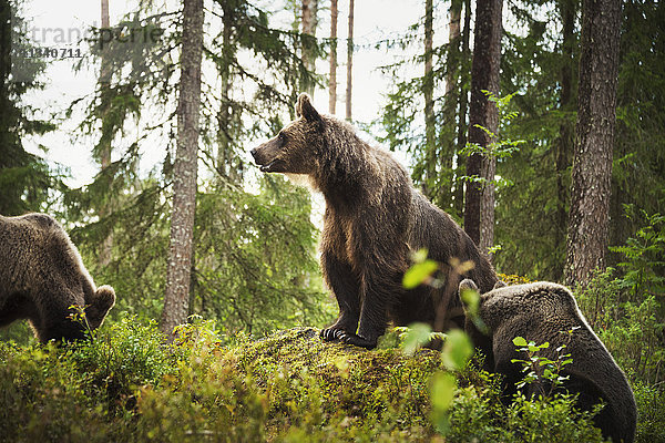 Braunbär (Ursus Arctos)  Finnland  Skandinavien  Europa
