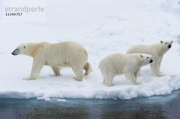 Eisbärenmutter (Ursus maritimus) mit zwei Jungtieren am Rande einer schmelzenden Eisscholle  Insel Spitzbergen  Svalbard-Archipel  Arktis  Norwegen  Skandinavien  Europa