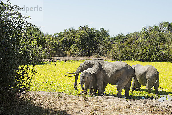 Afrikanischer Elefant (Loxodonta Africana)  Sambia  Afrika