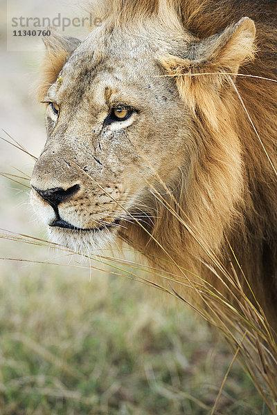 Afrikanischer Löwe (Panthera Leo)  Sambia  Afrika